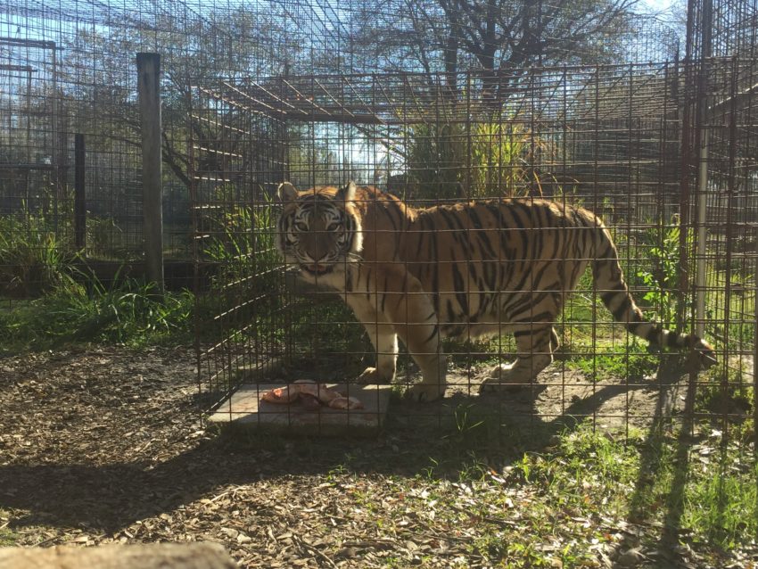 You are currently viewing Big Cat Rescue – Tampa, FL