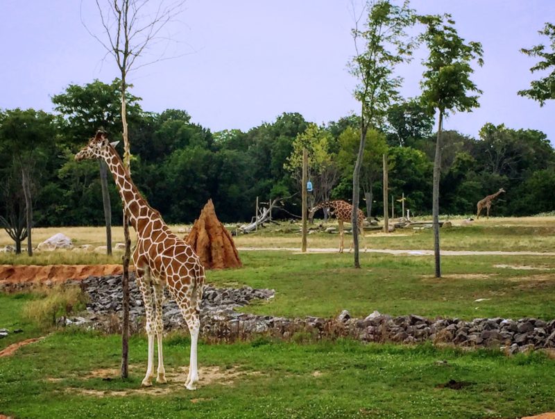 Read more about the article Columbus Zoo And Aquarium Ohio [Hours, Tickets, Attractions, FAQs]
