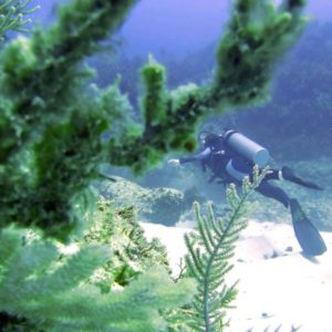 You are currently viewing Scuba Diving In Punta Cana [Great Options Near Bavaro Beach]