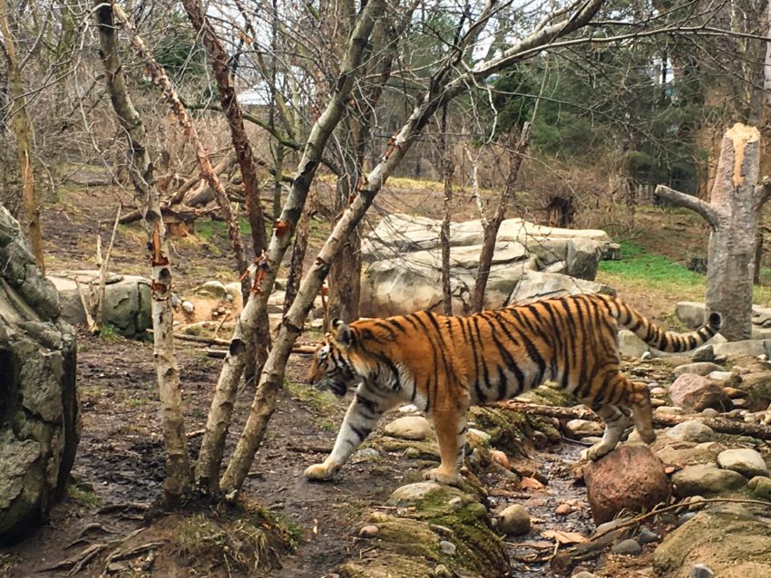 Tiger at the Columbus Zoo | Summer Activities in Columbus Ohio