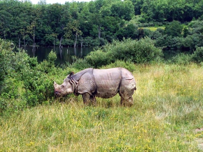 Rhino at The Wilds Ohio - day trips from columbus, Ohio